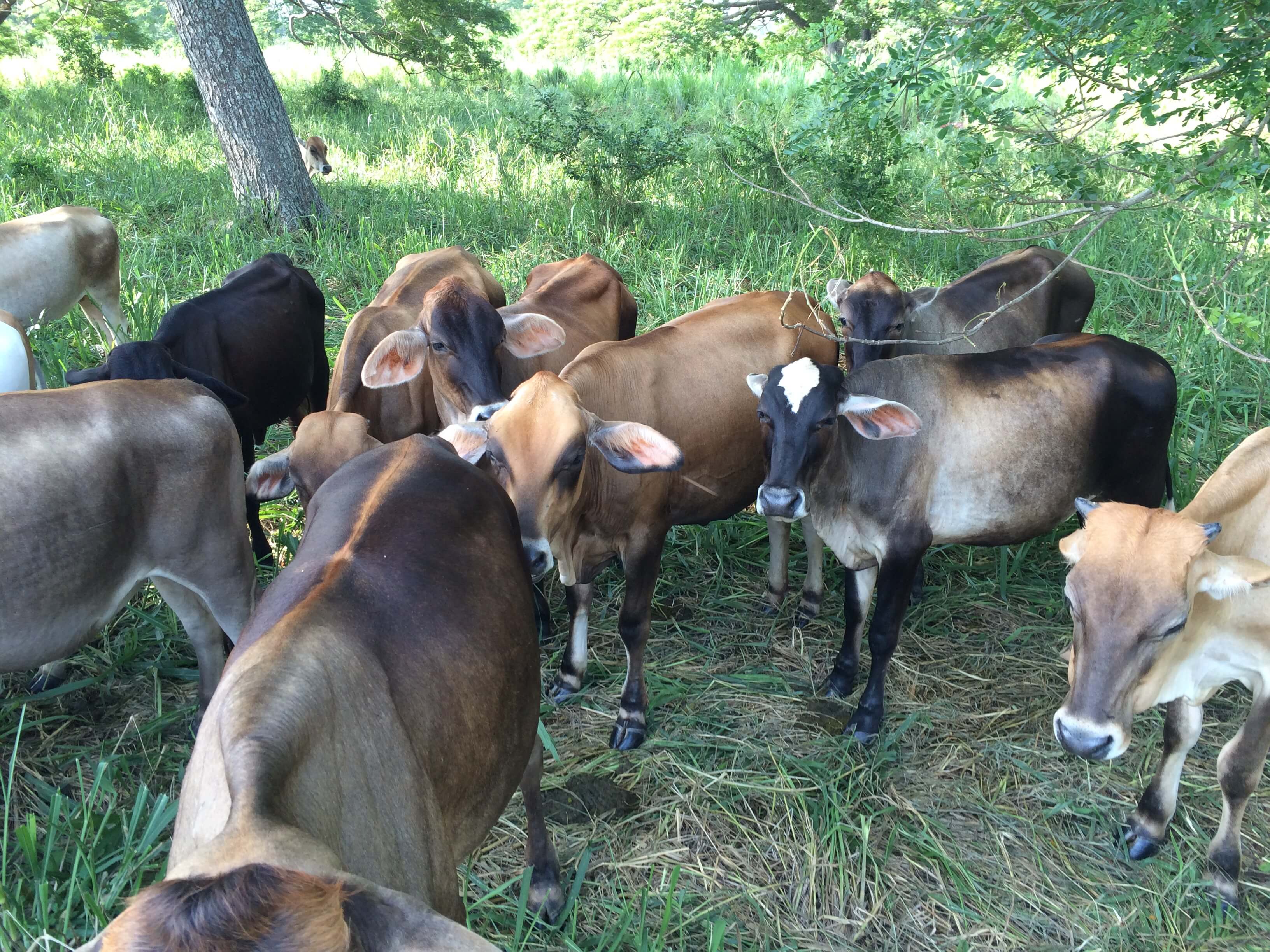 Novillas pastando libremente