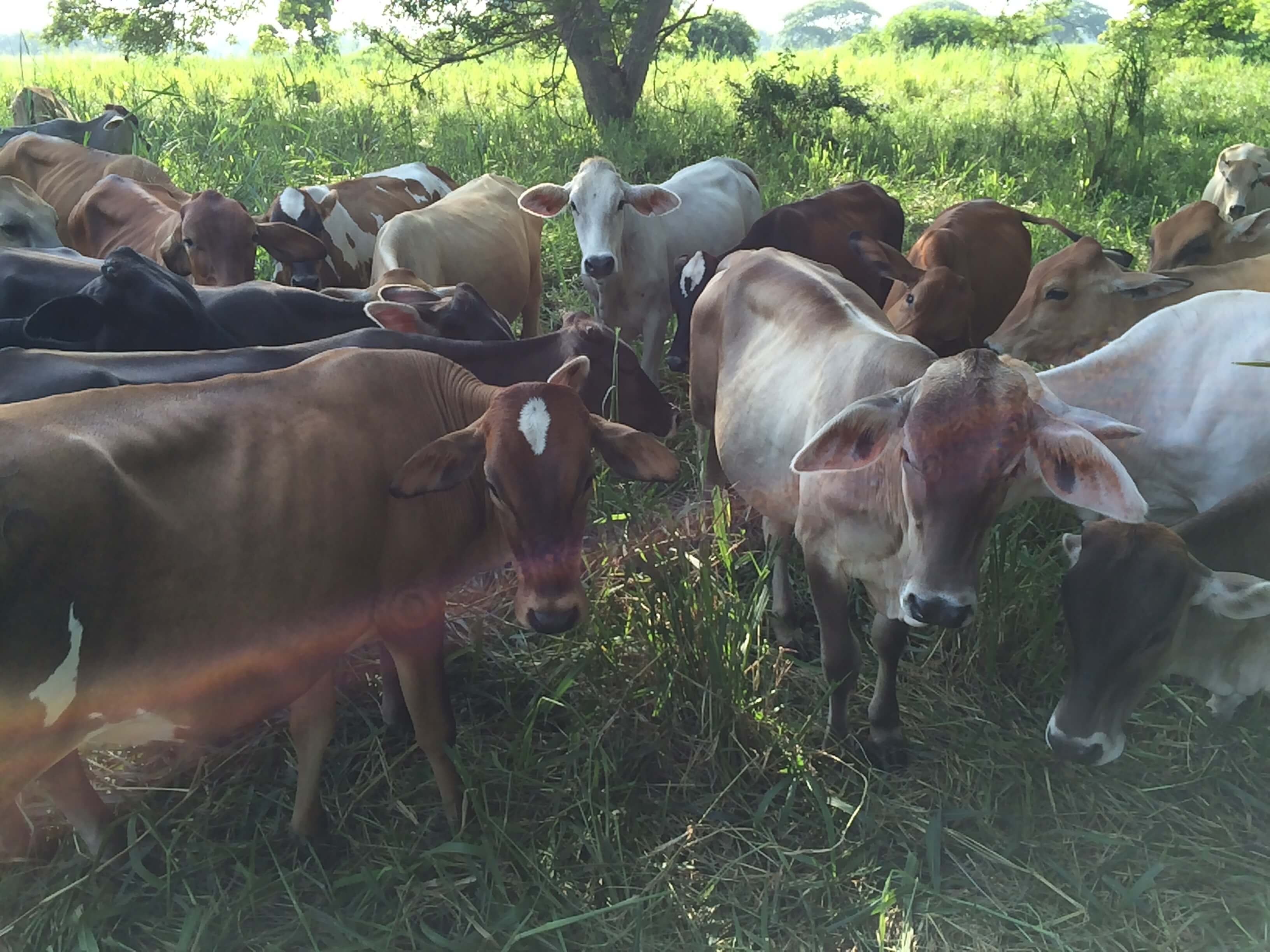 Amanecer en los potreros