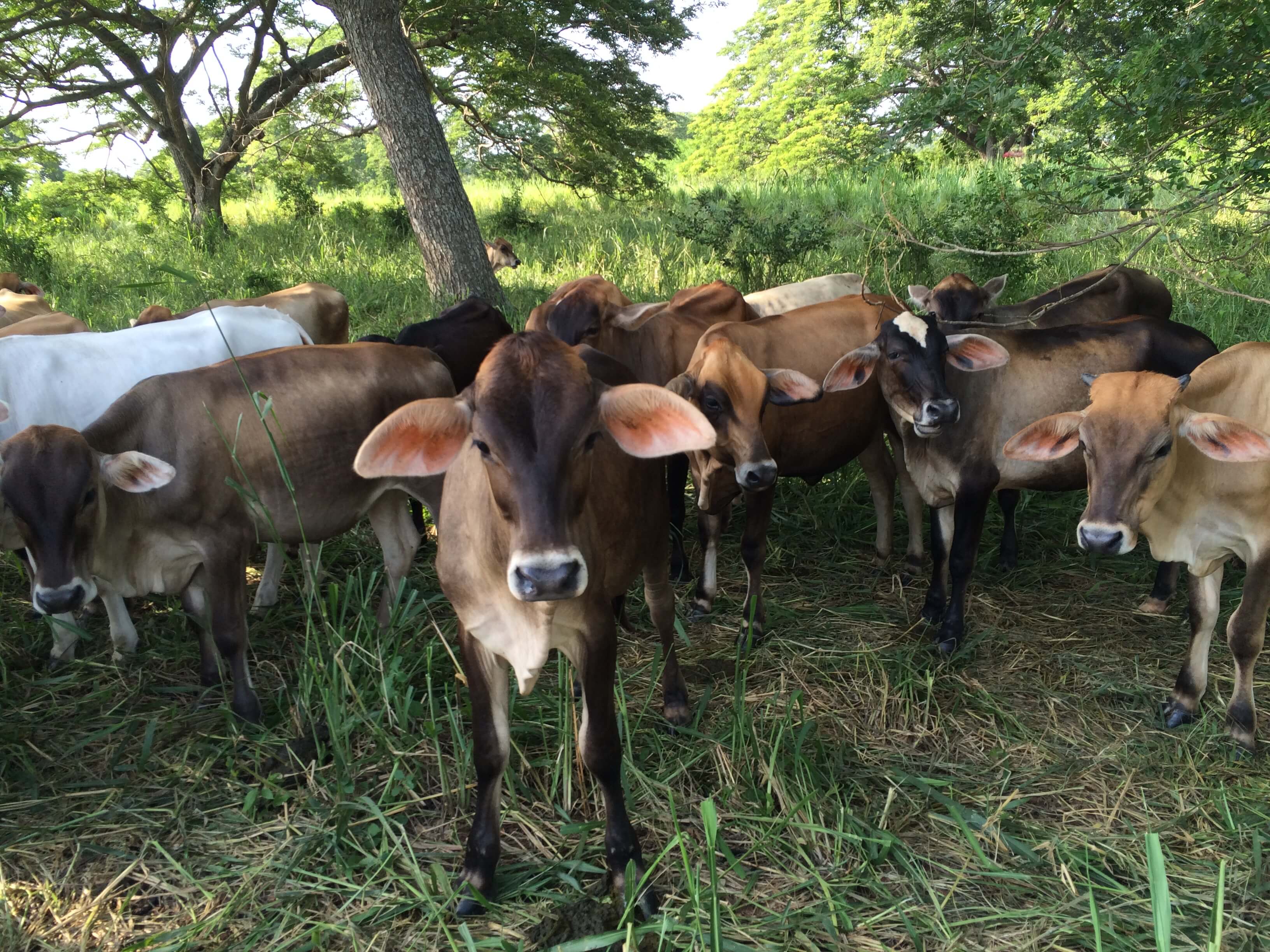 Novillas mestizas en el potrero principal